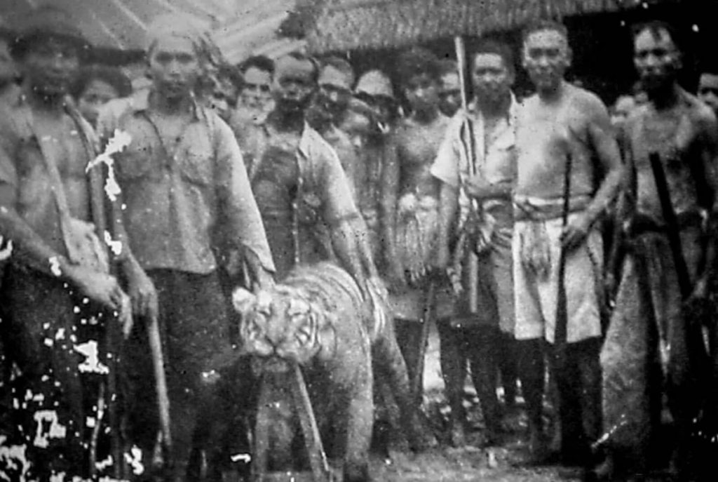Tigre abattu en 1965.